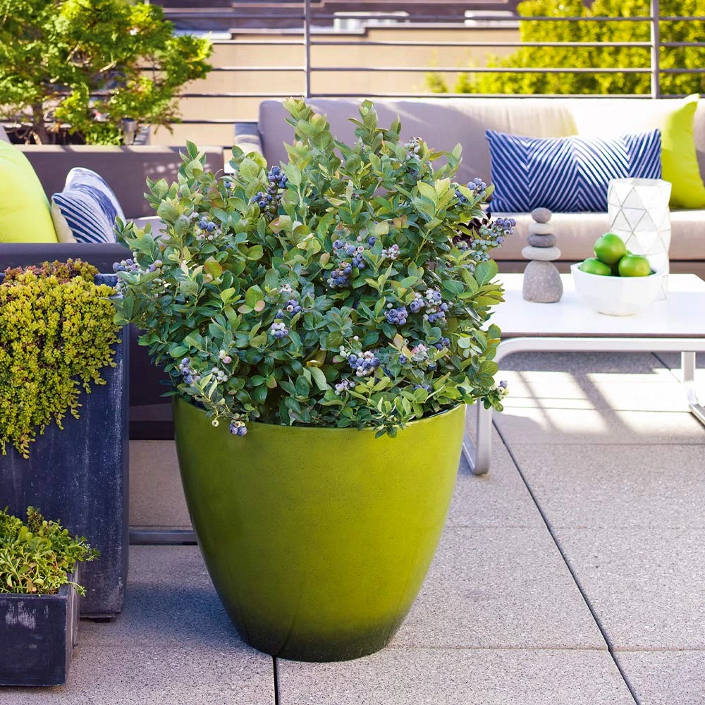 Bushel And Berry® Peach Sorbet™ Blueberry Bush - Image 4