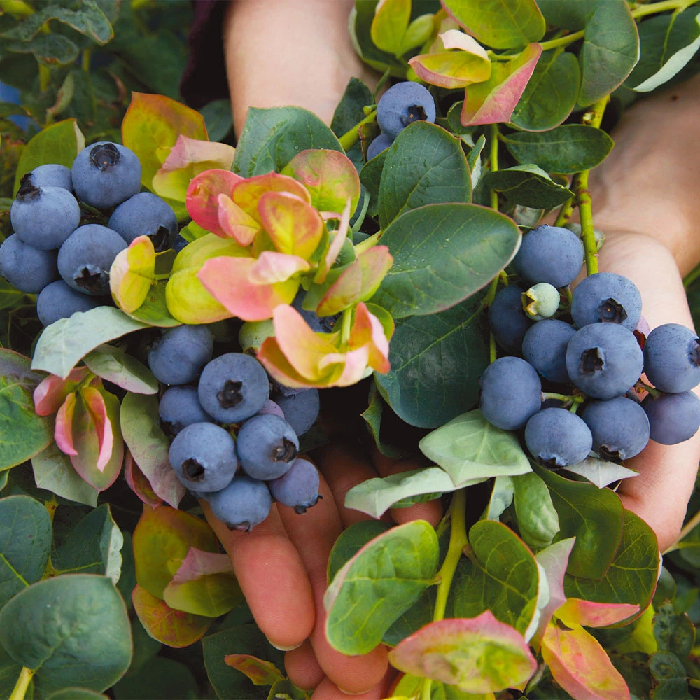 Bushel And Berry® Peach Sorbet™ Blueberry Bush - Image 3