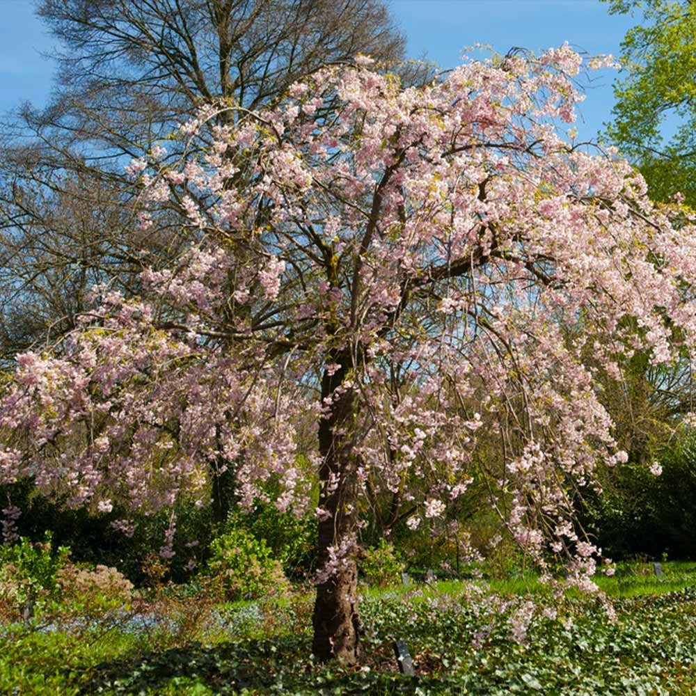 Pink Weeping Cherry Tree - Image 4