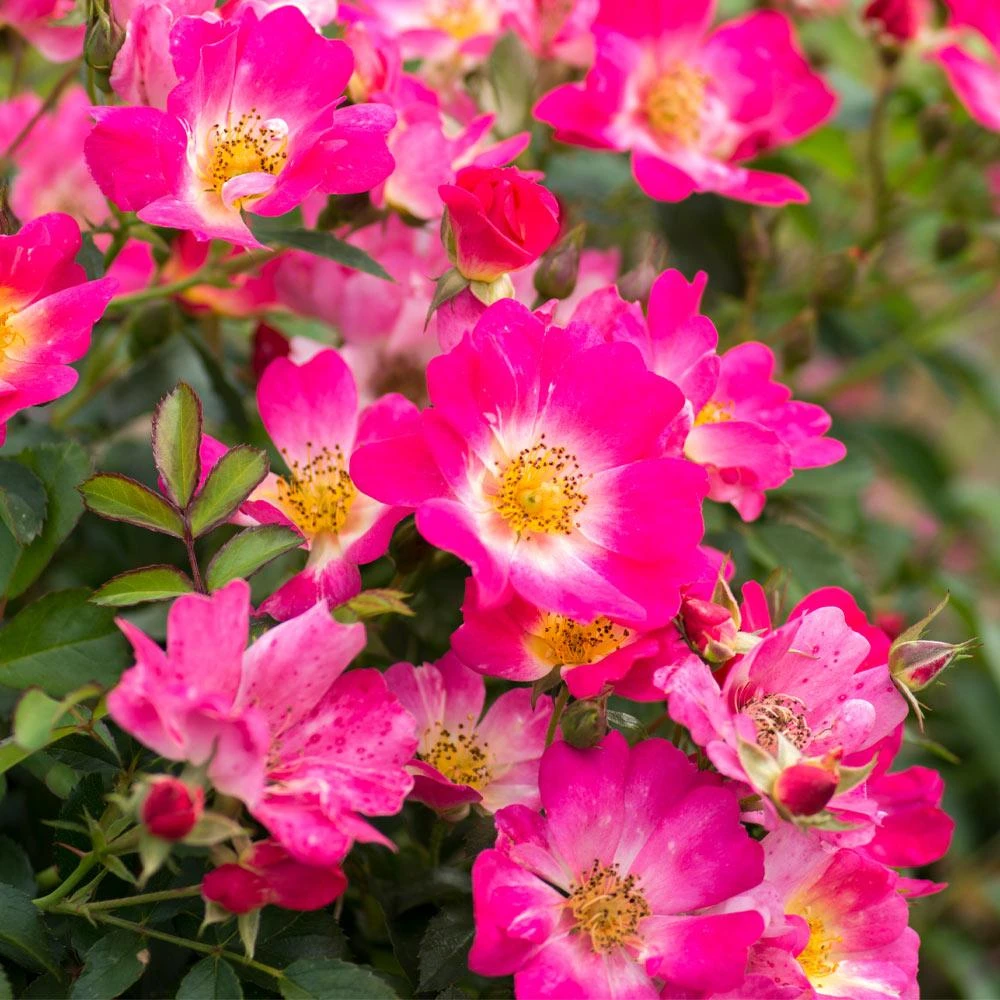 Pink Drift® Rose - Image 3