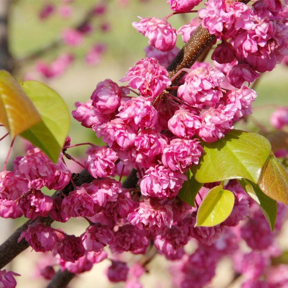 'Pink Pom Poms' Redbud Tree - Image 2