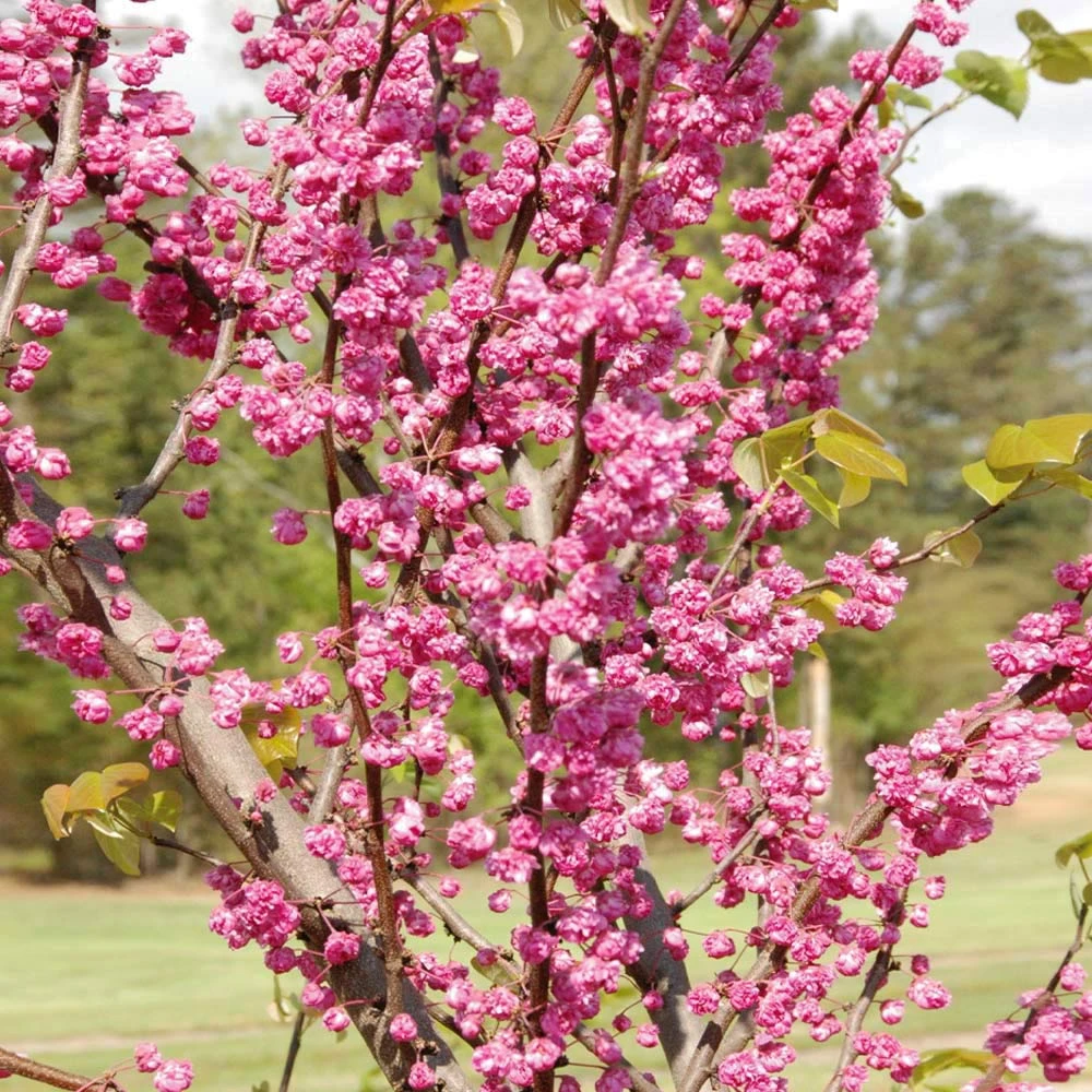 'Pink Pom Poms' Redbud Tree - Image 3