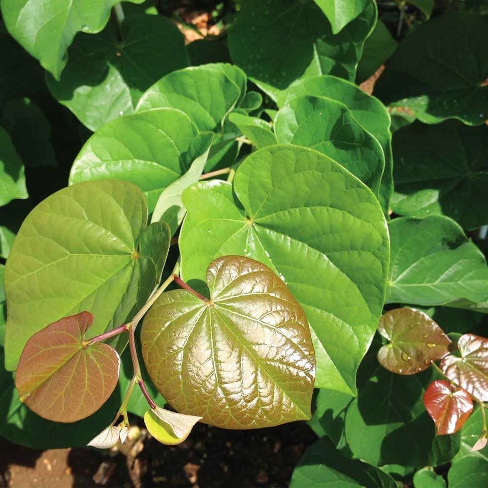 'Pink Pom Poms' Redbud Tree - Image 5