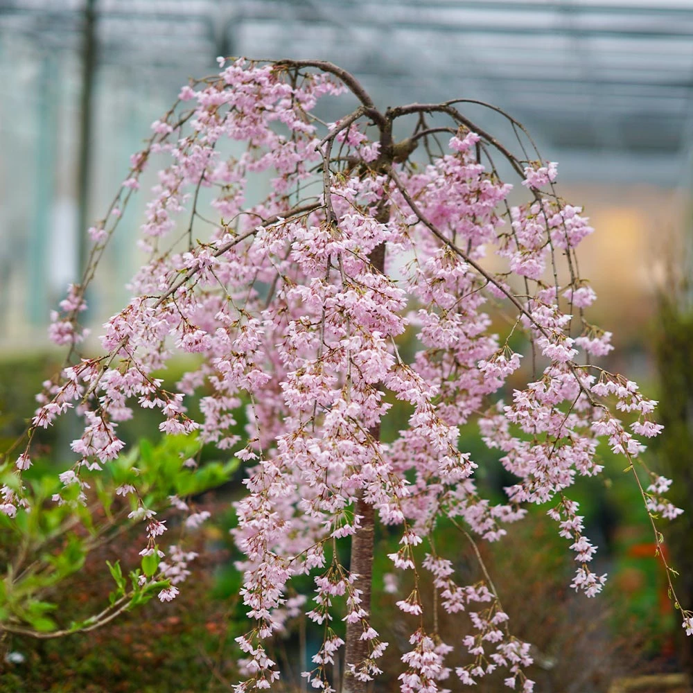 Pink Snow Showers™ Weeping Cherry Tree - Image 4
