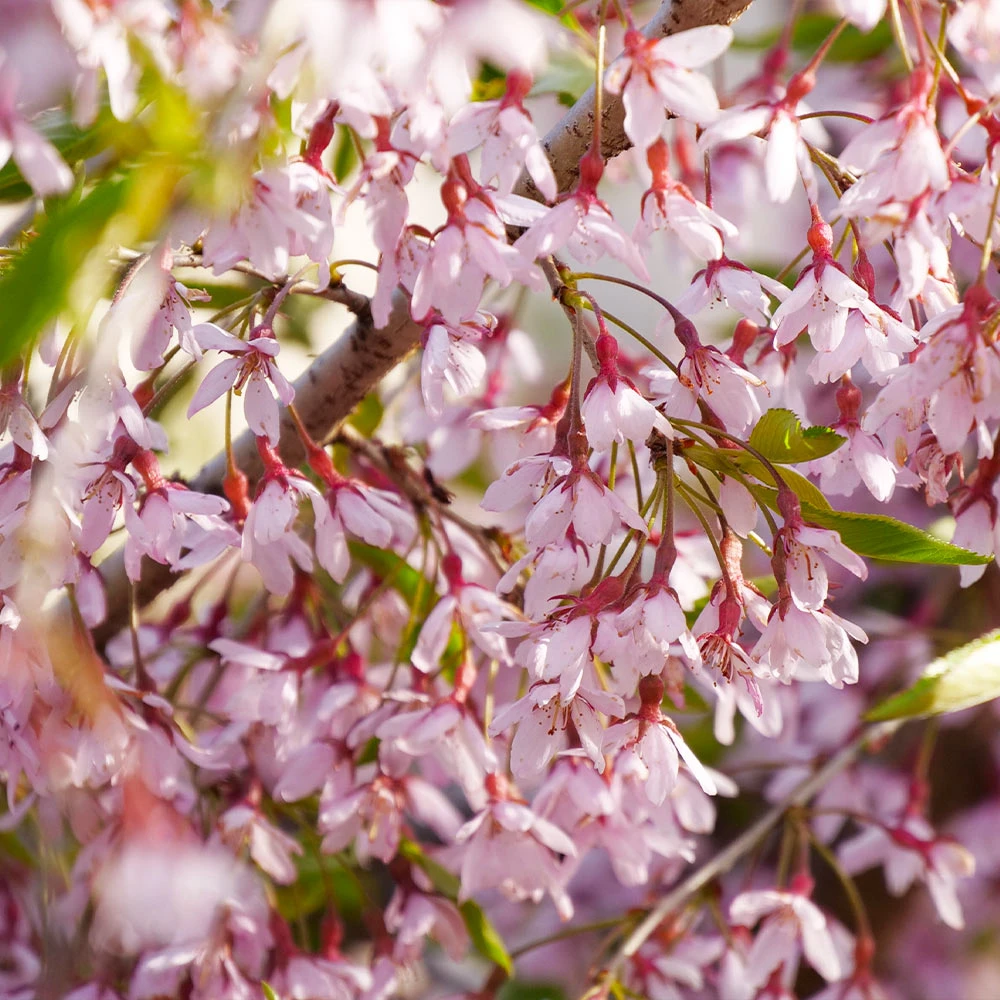 Pink Snow Showers™ Weeping Cherry Tree - Image 2