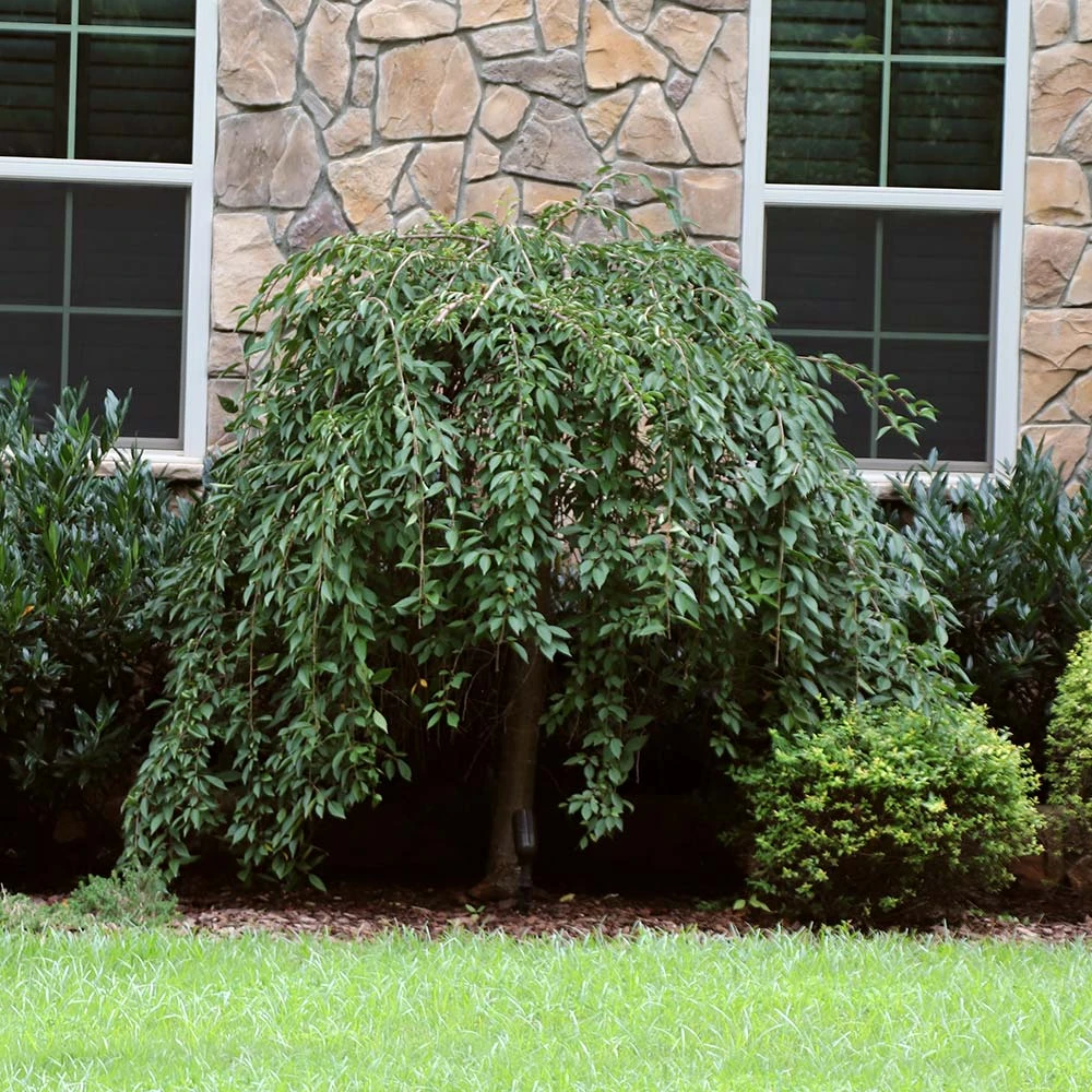 Pink Snow Showers™ Weeping Cherry Tree - Image 5
