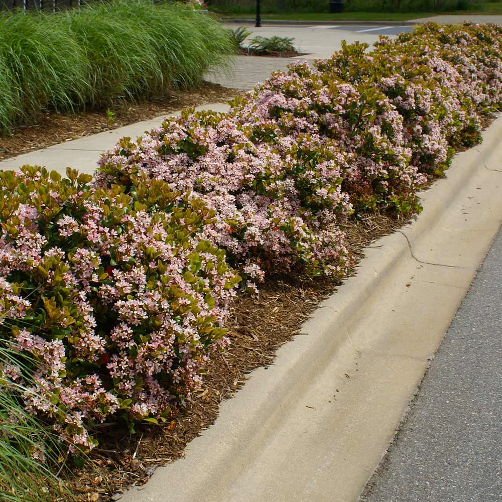 Pinkie Indian Hawthorn Shrub - Image 3