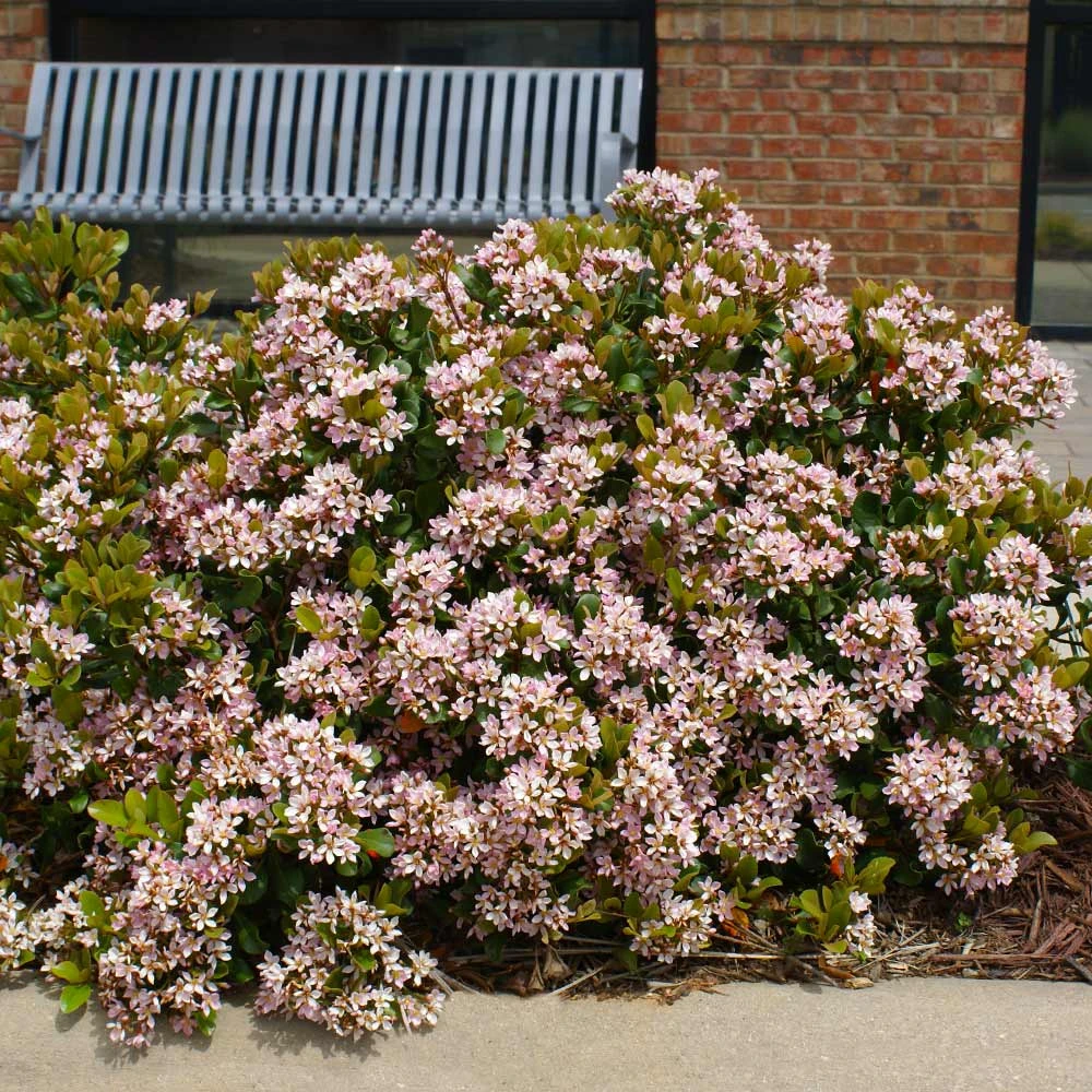 Pinkie Indian Hawthorn Shrub - Image 2