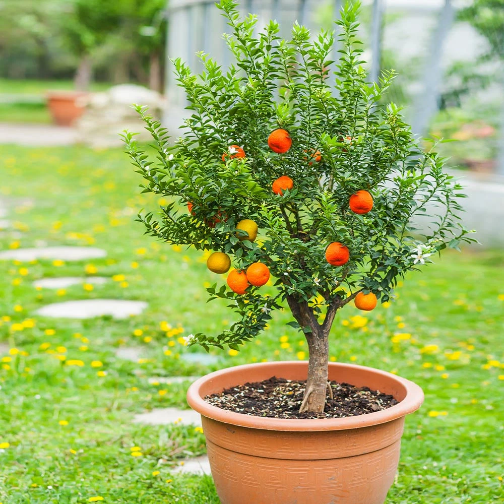 Pixie Mandarin Tree - Image 2
