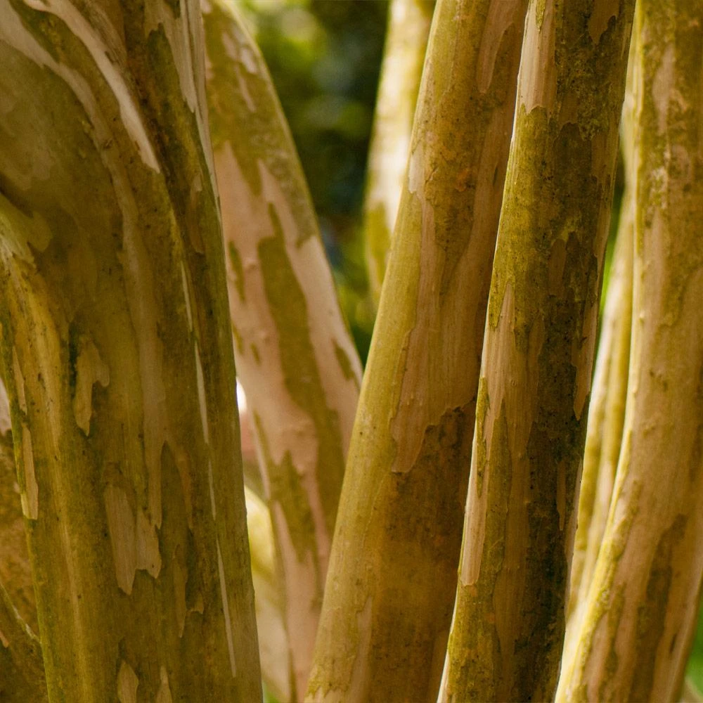 Pink Velour Crape Myrtle - Image 7