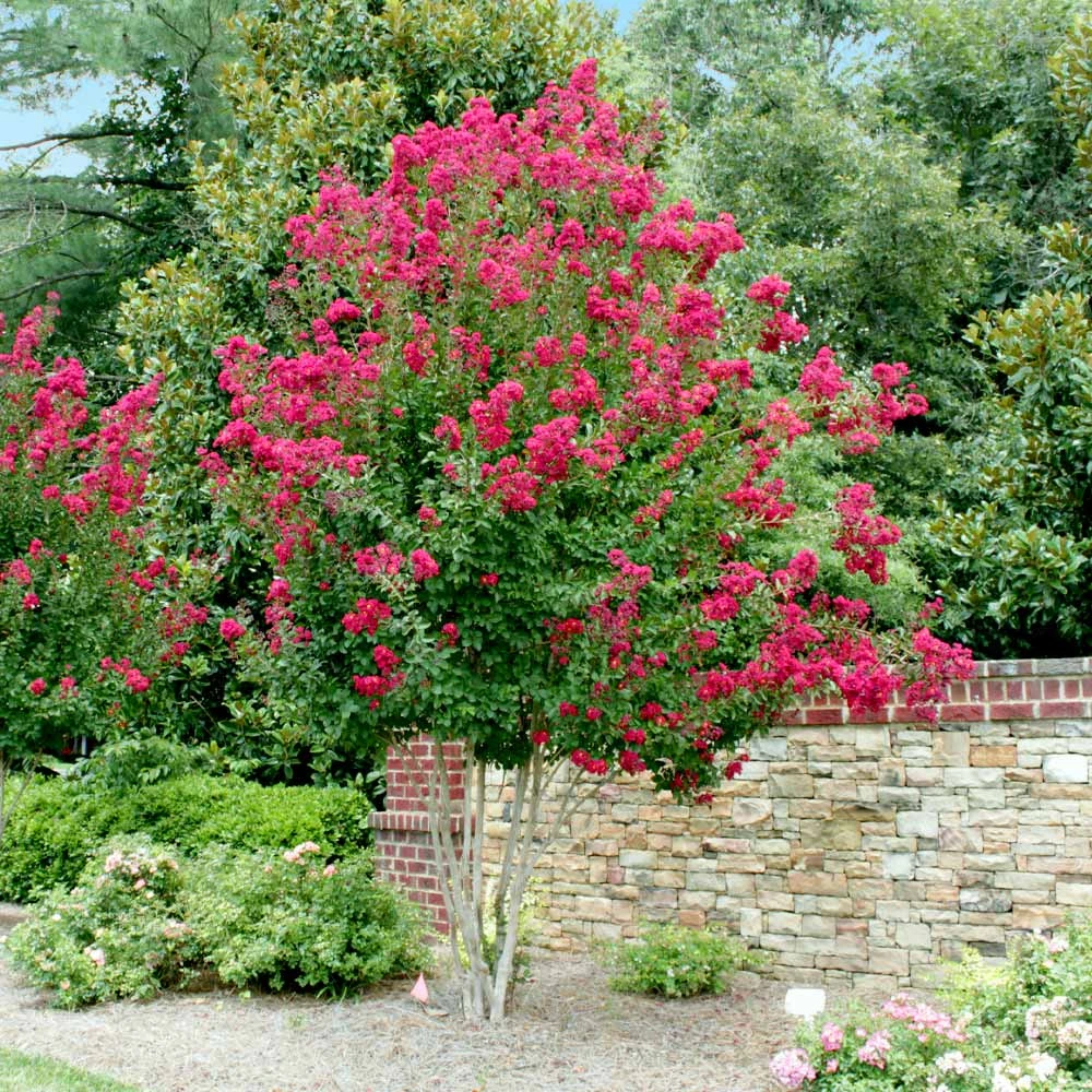 Pink Velour Crape Myrtle - Image 5