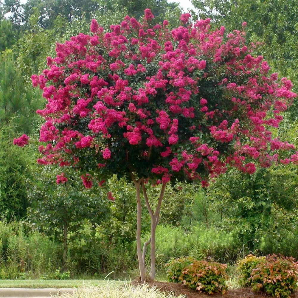 Pink Velour Crape Myrtle - Image 3