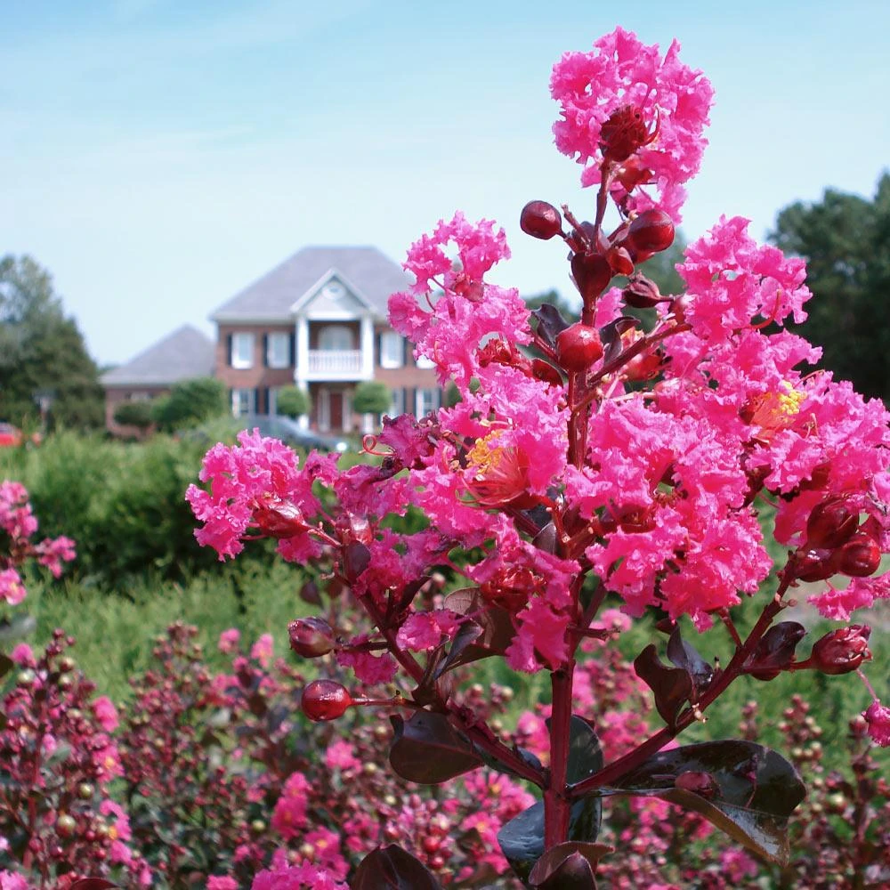 Pink Velour Crape Myrtle - Image 4