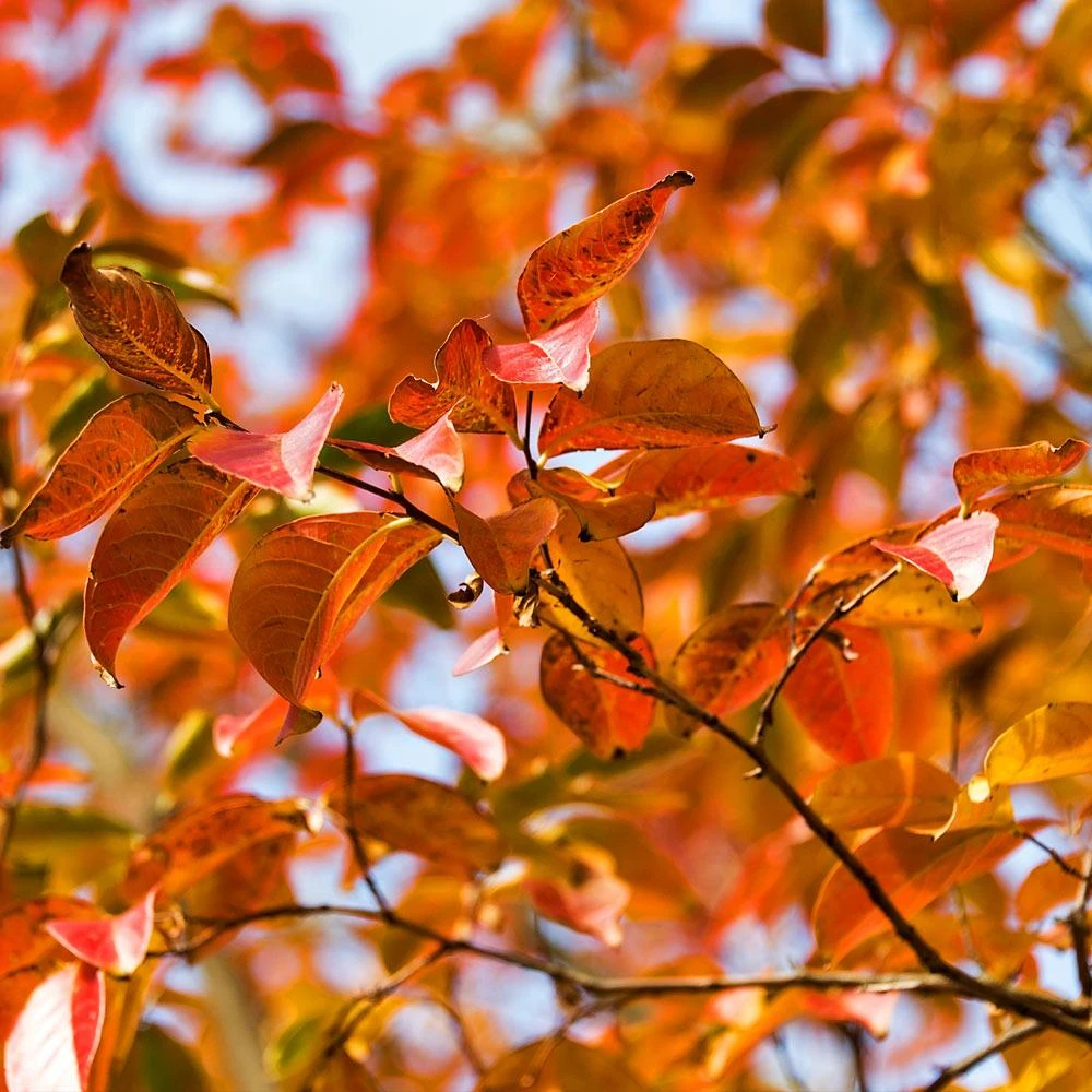 Pink Velour Crape Myrtle - Image 6
