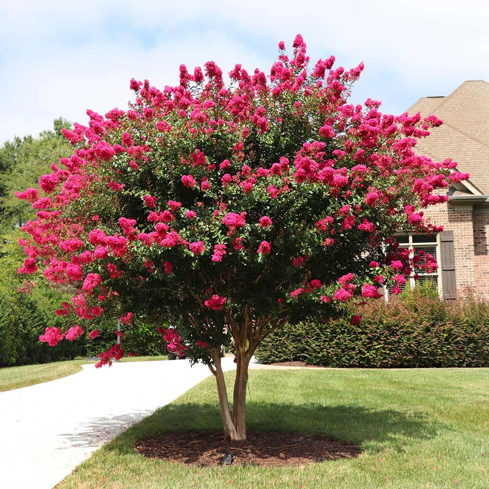 Pink Velour Crape Myrtle - Image 2