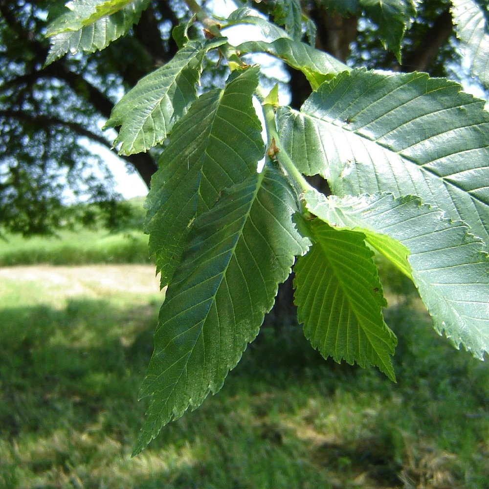 Prairie Expedition® Elm Tree - Image 3