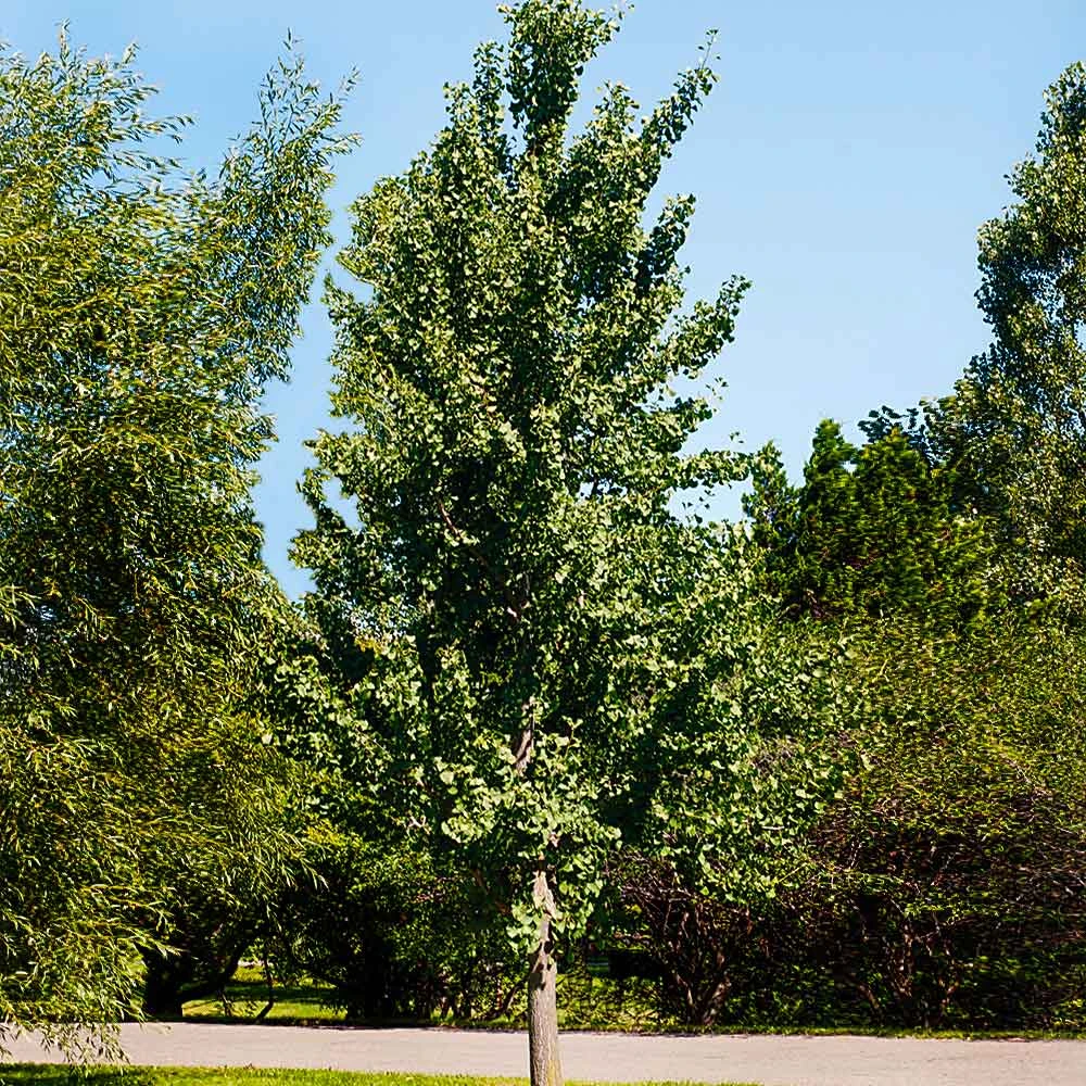 Princeton Sentryâ„¢ Columnar Ginkgo Tree - Image 3