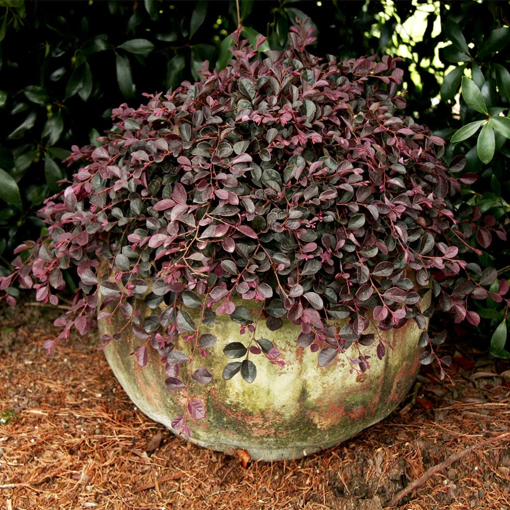Purple Pixie® Dwarf Weeping Loropetalum - Image 3