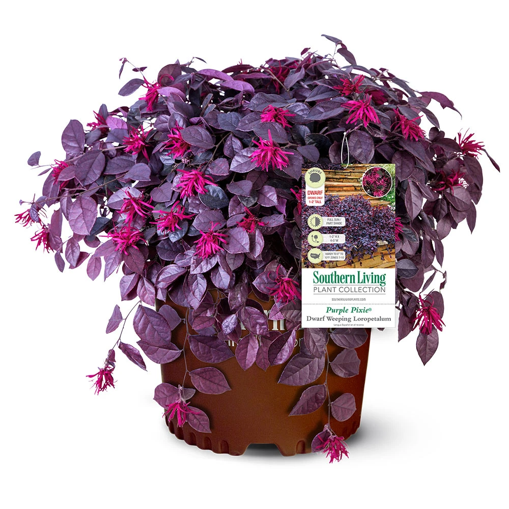 Purple Pixie® Dwarf Weeping Loropetalum - Image 5