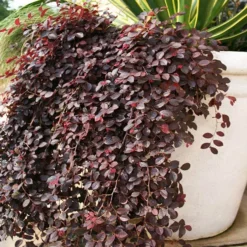 Purple PixieĀ® Dwarf Weeping Loropetalum