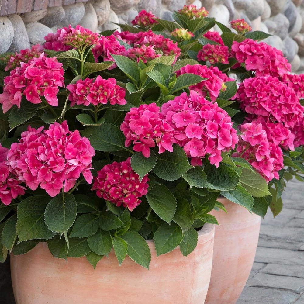 Red N' Pretty® Hydrangea Shrub - Image 2