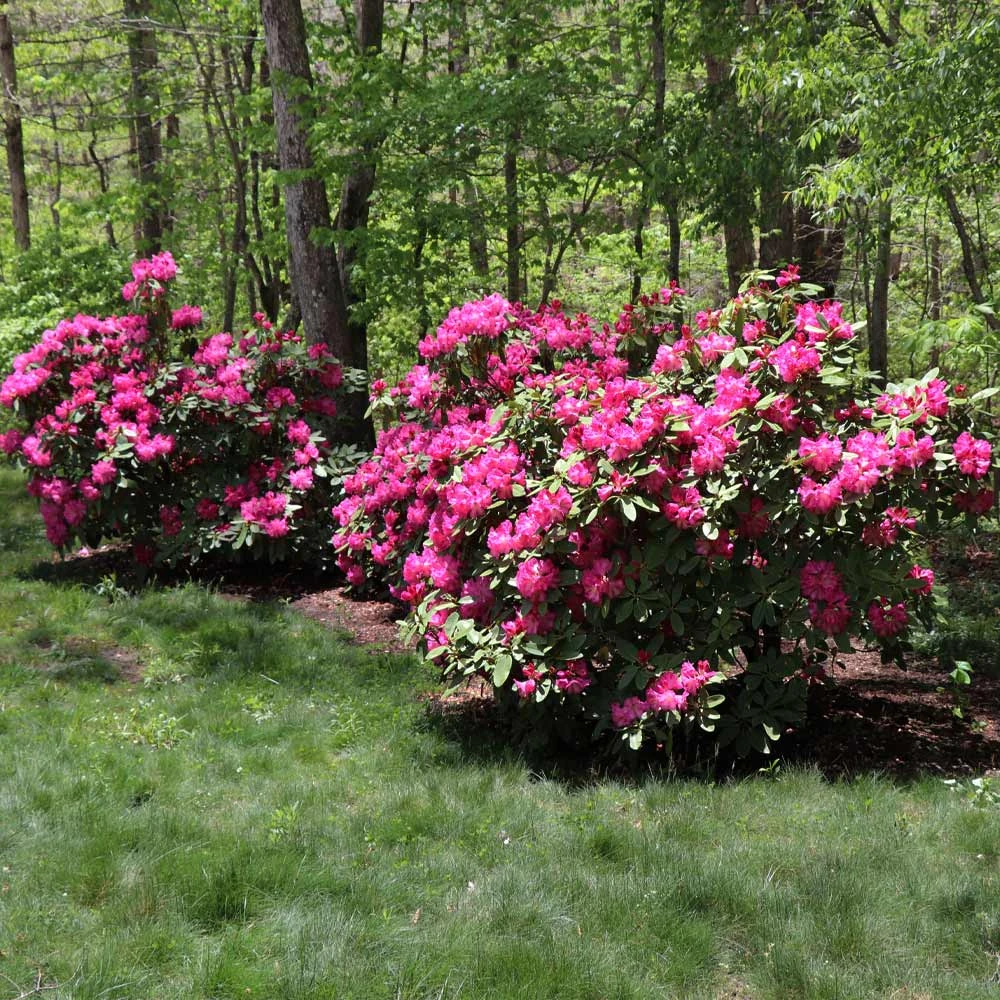 Red Rhododendron Shrub - Image 3