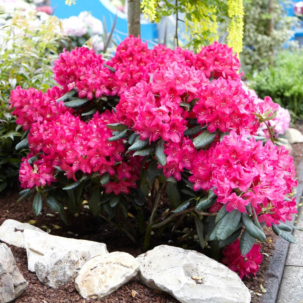 Red Rhododendron Shrub - Image 2