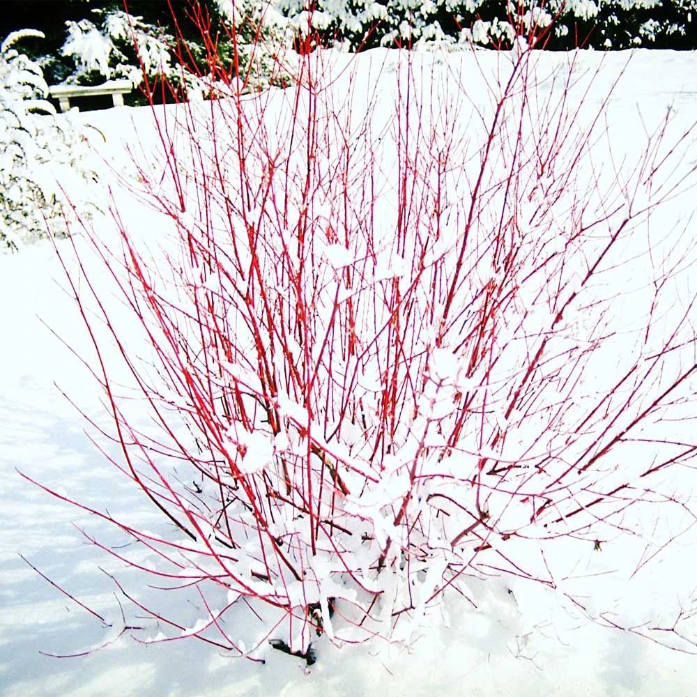 Red Twig Dogwood Shrub - Image 2
