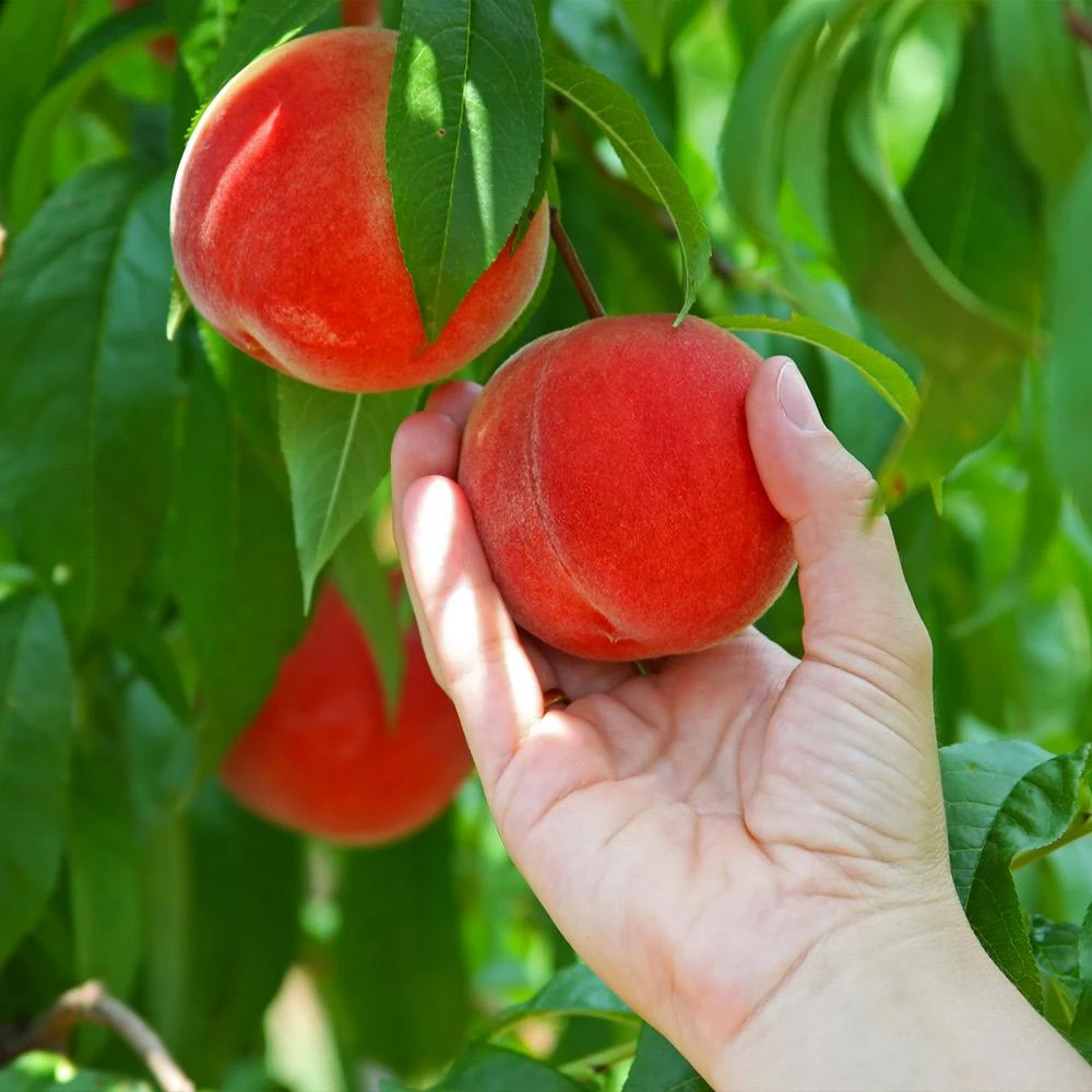 Redskin Peach Tree - Image 2