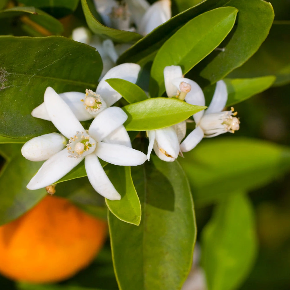 Robertson Navel Orange - Image 3