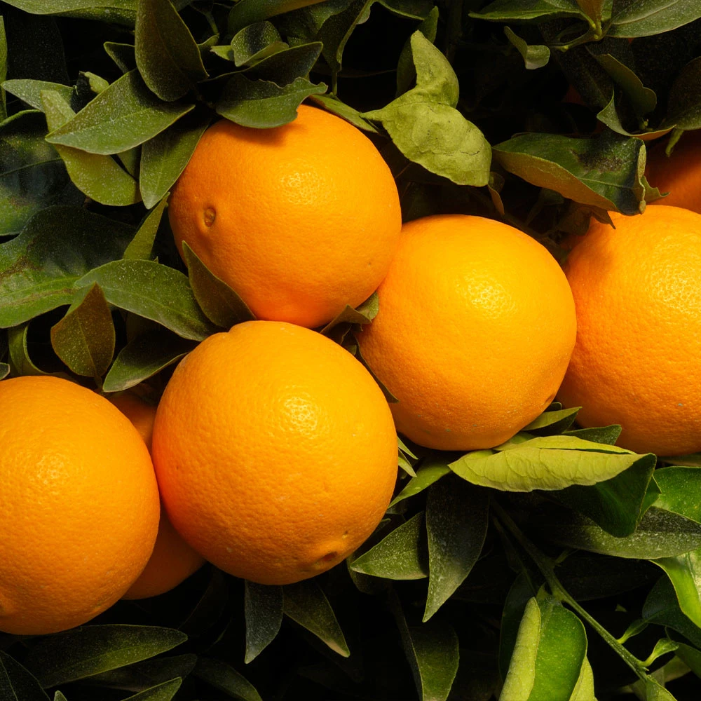 Robertson Navel Orange - Image 2