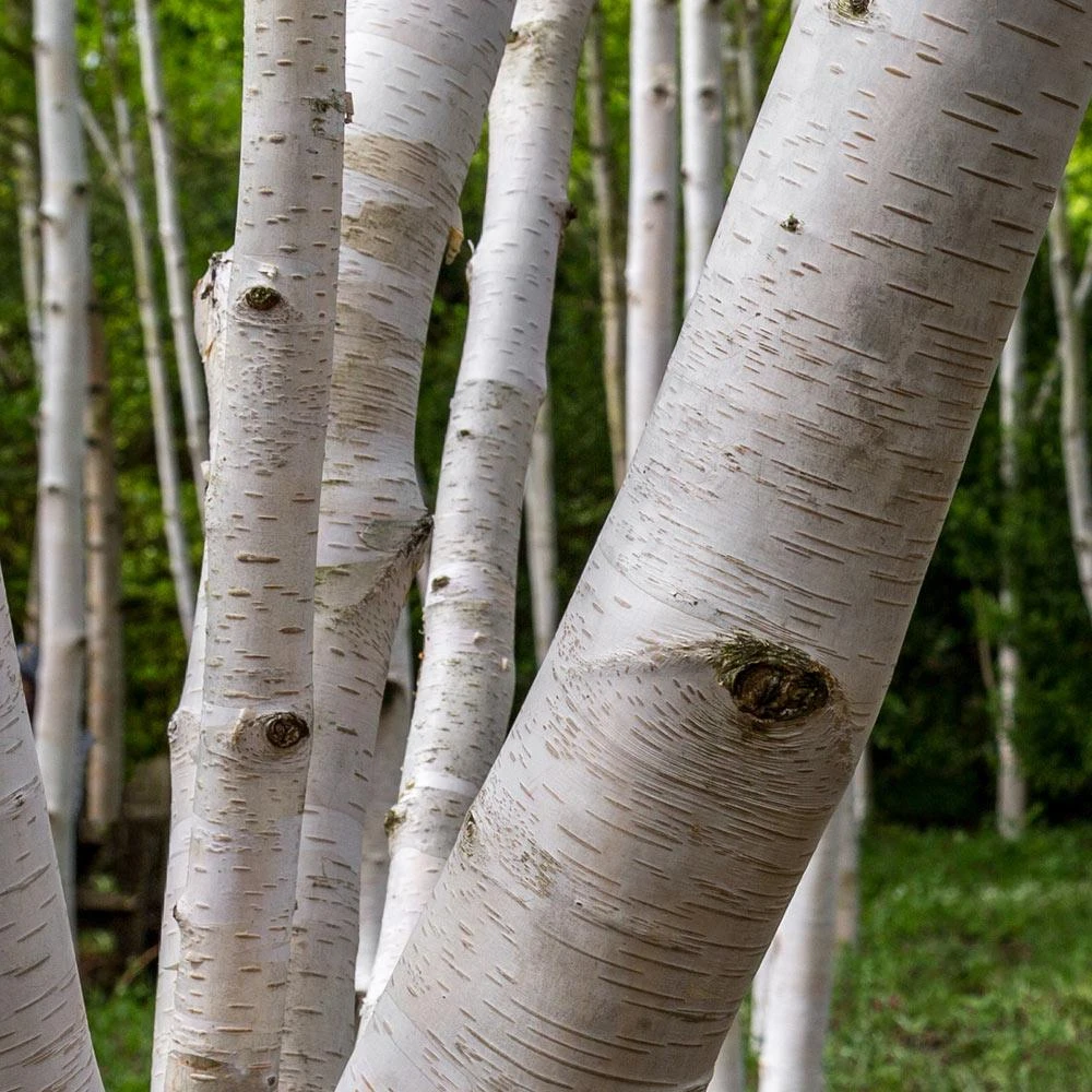 Royal Frost® Birch Tree - Image 4