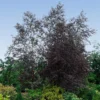 Royal Frost® Birch Tree