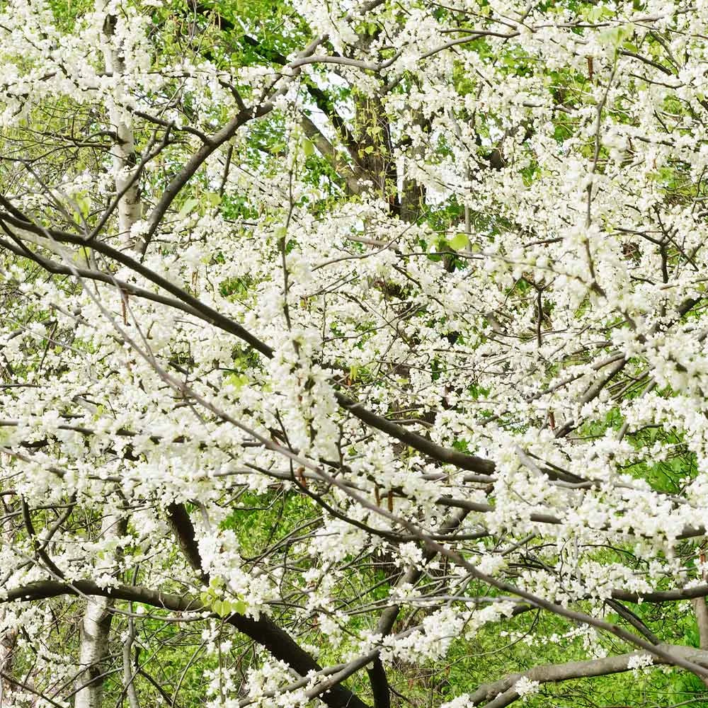 Royal White Redbud Tree - Image 4