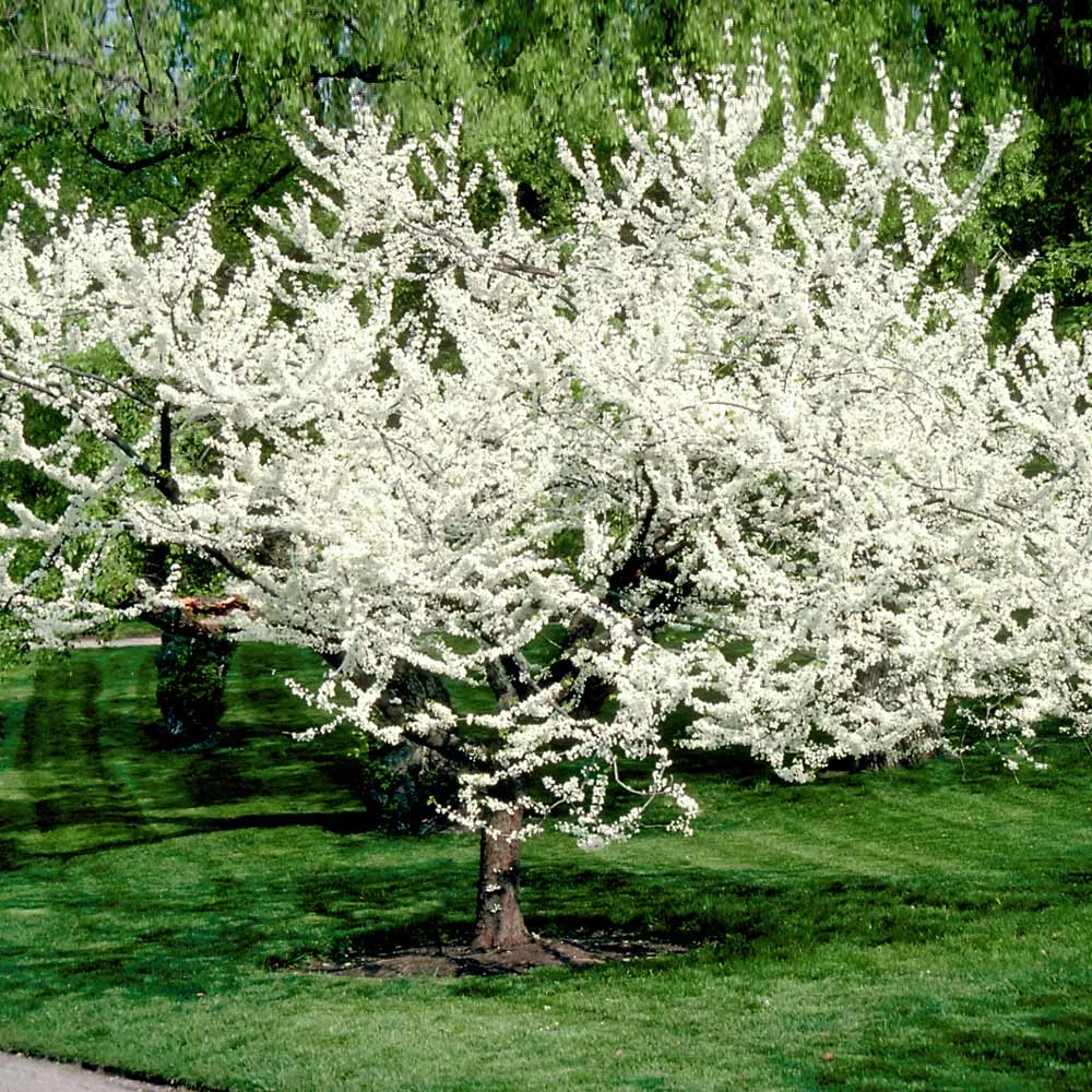 Royal White Redbud Tree - Image 2