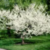 Royal White Redbud Tree