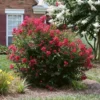 Ruby Prince™ Emerald Empire® Crape Myrtle Tree