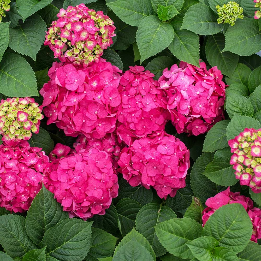 Endless Summer® Summer Crush® Hydrangea - Image 4