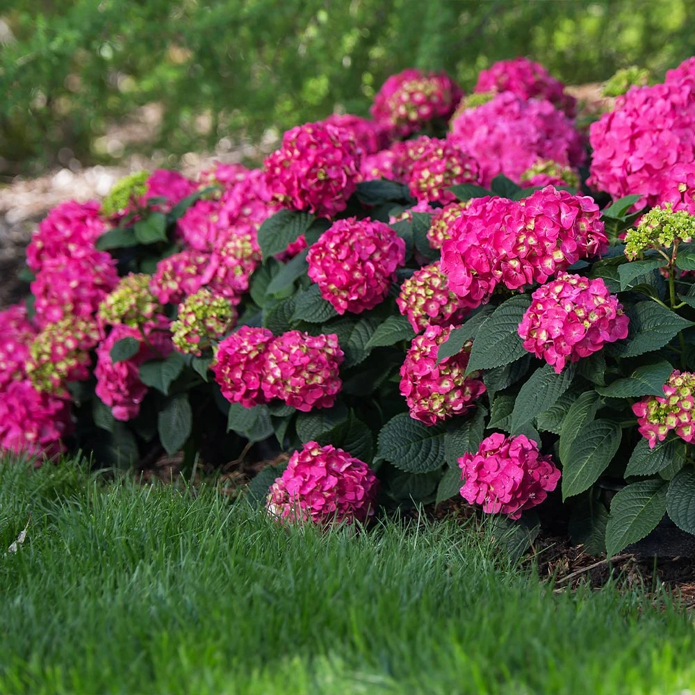 Endless Summer® Summer Crush® Hydrangea - Image 2
