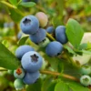 Sunshine Blue Blueberry Bush