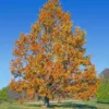 Sawtooth Oak Tree