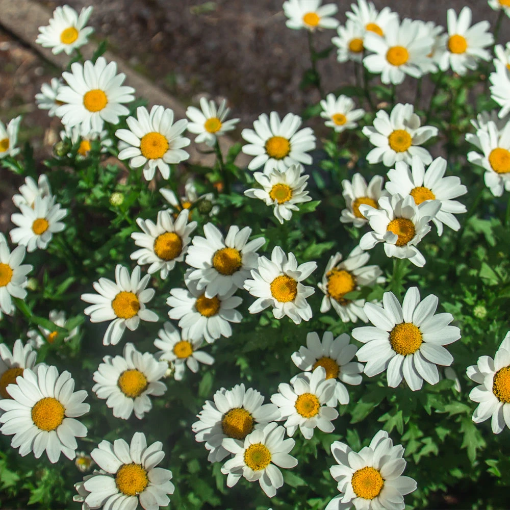 Becky Shasta Daisy - Image 4