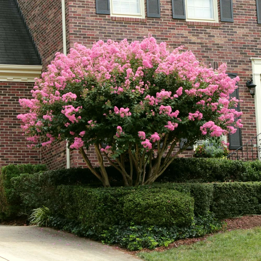 Sioux Crape Myrtle - Image 4