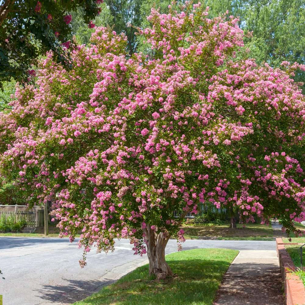 Sioux Crape Myrtle - Image 2