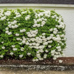 Snowball Bush