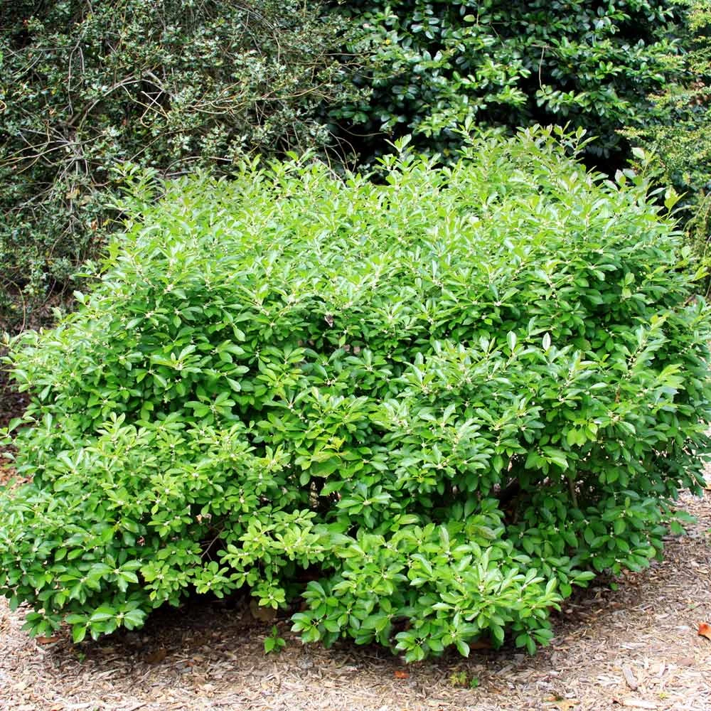 Southern Gentleman Winterberry - Image 2