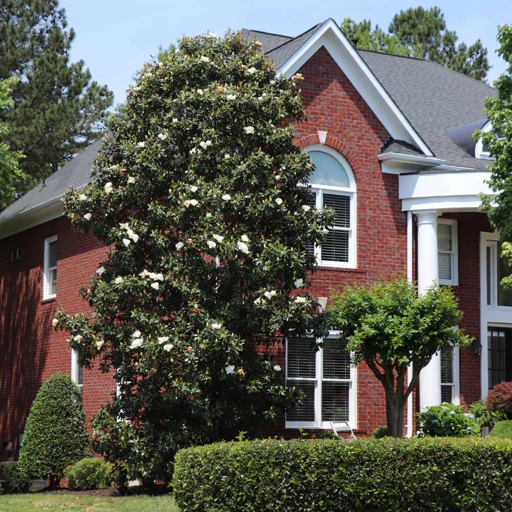 Southern Magnolia - Image 2