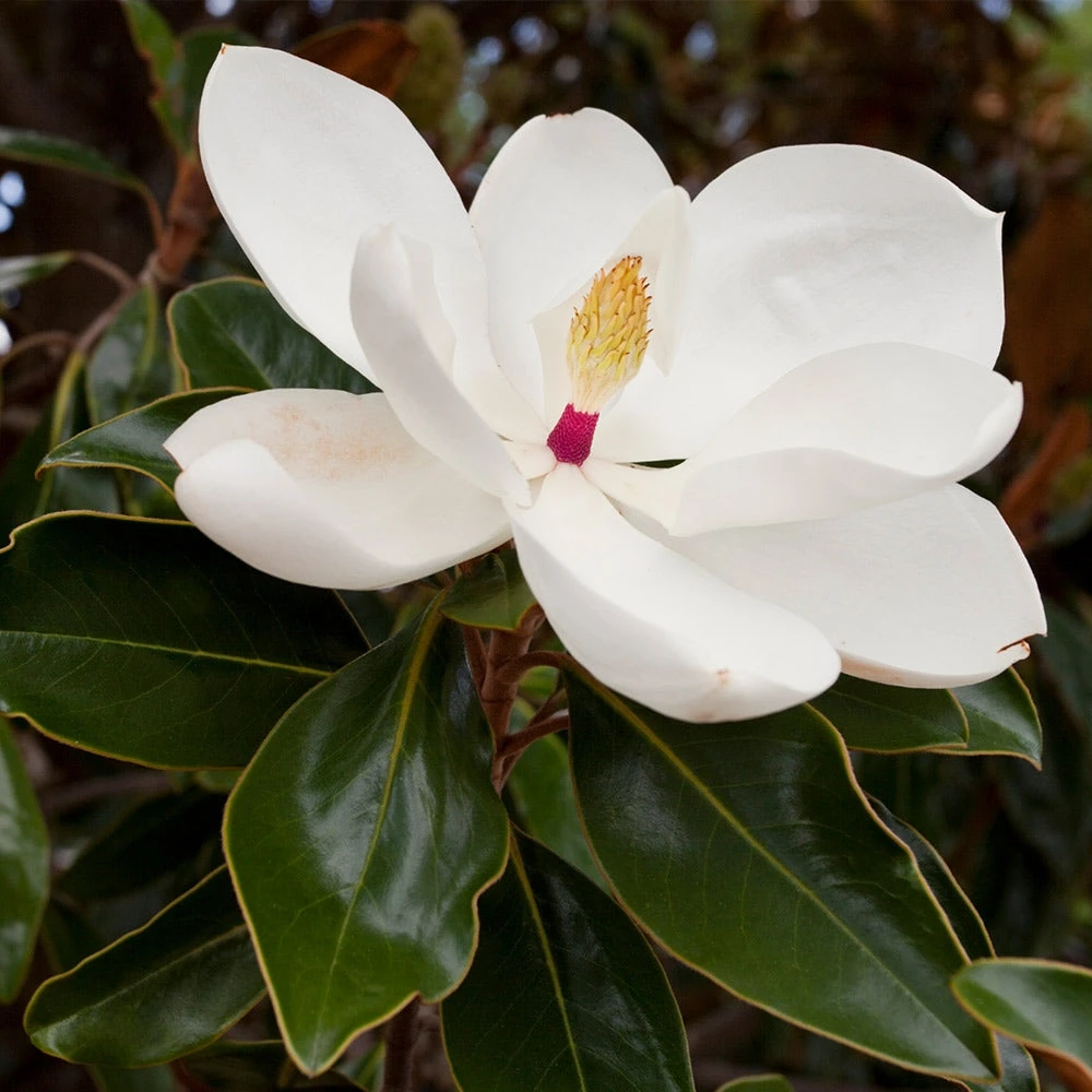 Southern Magnolia - Image 3