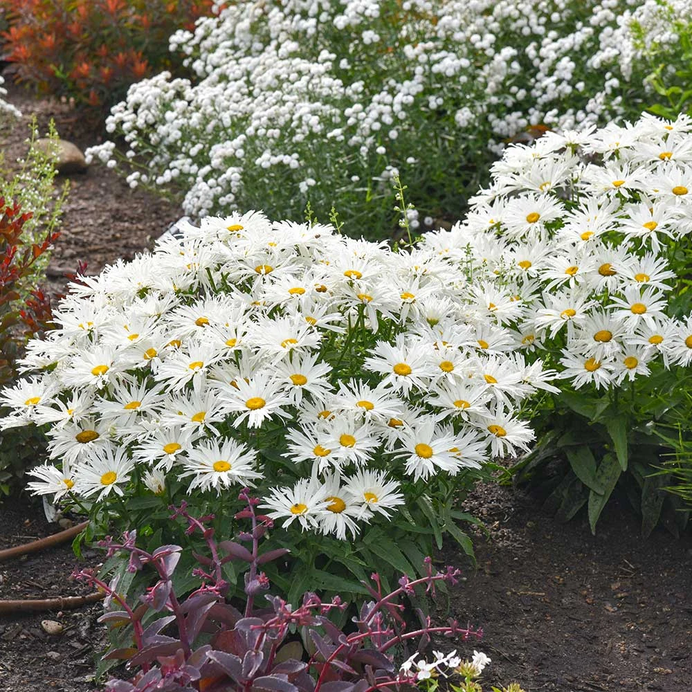 Amazing Daisies® ‘Spun Silk’ Shasta Daisy - Image 3