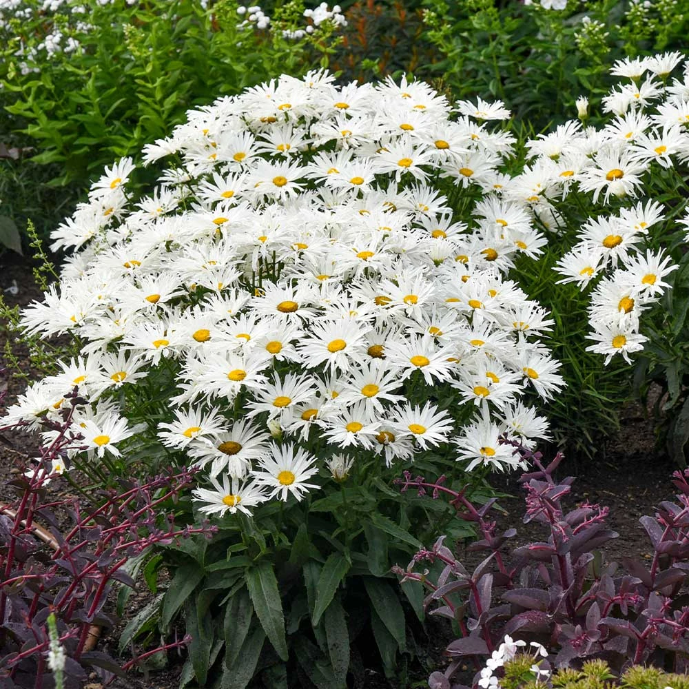 Amazing Daisies® ‘Spun Silk’ Shasta Daisy - Image 4